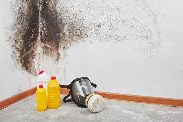 Grass Lake, MI Mold Remediation Company