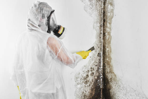 Best Industrial Mold Remediation in Grass Lake, MI