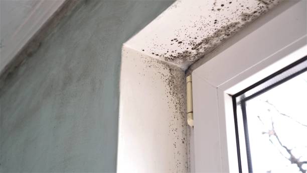 Best Attic Mold Remediation in Grass Lake, MI
