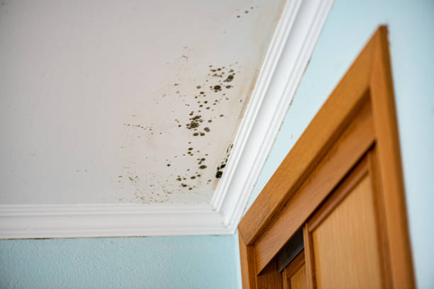 Best Mold Remediation for Specific Building Types in Grass Lake, MI