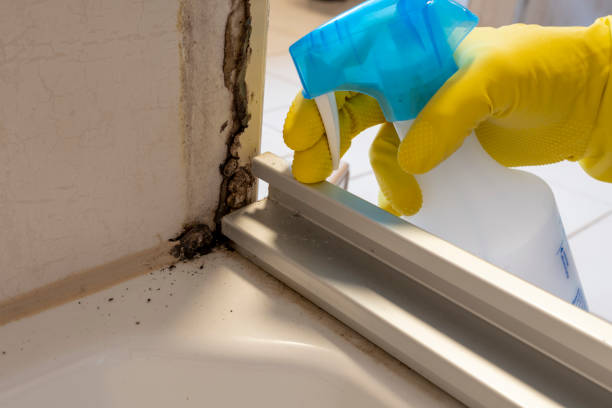 Best Residential Mold Remediation in Grass Lake, MI