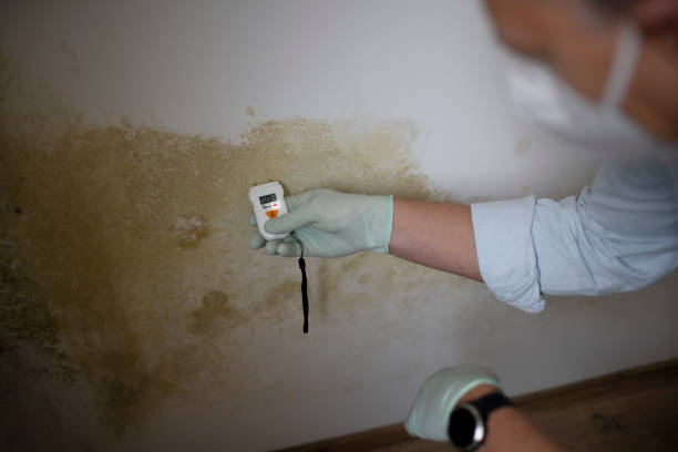 Best Black Mold Remediation in Grass Lake, MI