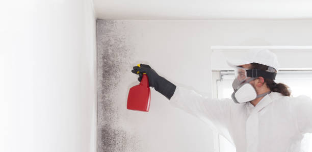 Best HVAC Mold Remediation in Grass Lake, MI