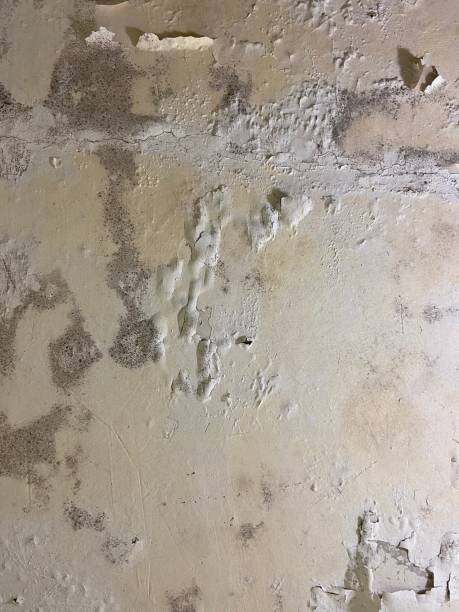 Best Residential Mold Remediation in Grass Lake, MI