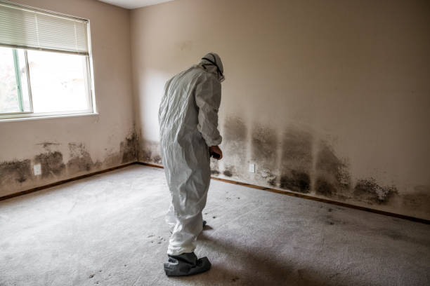 Grass Lake, MI Mold Remediation Company