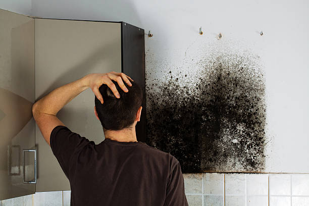 Best Commercial Mold Remediation in Grass Lake, MI