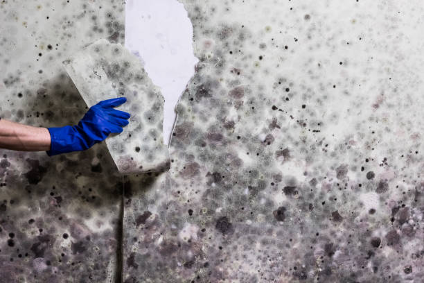 Best Post-Flood Mold Remediation in Grass Lake, MI